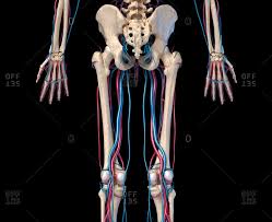 Written by jupiterz saturday, march 25, 2017 add comment edit. Skeletal Stock Photos Offset