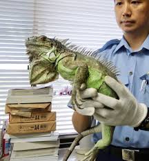 The night of the iguana is a 1964 american drama film directed by john huston, based on the 1961 play of the same name by tennessee williams.it stars richard burton, ava gardner, deborah kerr, and sue lyon. ç¦å²¡ã®é§è»Šå ´ã«ã‚¤ã‚°ã‚¢ãƒŠ 5æ—¥å‰ä¸æ˜Ž é£¼ã„ä¸»ã« æ—¥æœ¬çµŒæ¸ˆæ–°èž