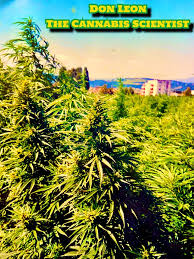 A complete breakdown of how to grow cannabis outdoors as well as a time lapse video and step by step guide of my first outdoor grow. Outdoor Grow Das Wichtigste In Kurze Don Leon The Cannabis Scientist