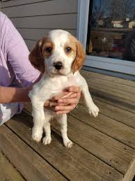 It tends to be quite vocal and can become a nuisance barker if not discouraged at an early age. English Setter Puppies Indianola For Sale Des Moines Pets Dogs