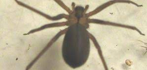 Brown recluse spiders are one of two harmful spiders that live in the u.s. Brown Recluse Spider Is Toxic To Dogs Pet Poison Helpline