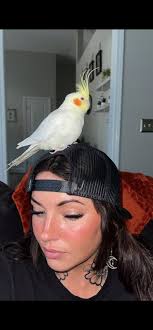 Lost cockatiel in Milroy, Iredell County, NC, near Curtis Pond neighborhood