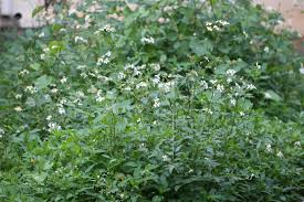 Image result for Bidens biternata