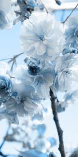 Looking for the best cute light blue wallpaper? Iphone Cute Blue Flower Wallpaper