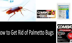 Check spelling or type a new query. Palmetto Bug Vs Cockroach What S The Difference Scientists All Myths And Facts