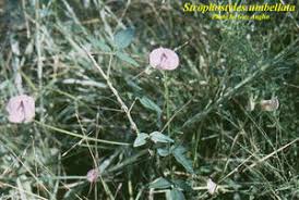 Image result for Hypertelis umbellata