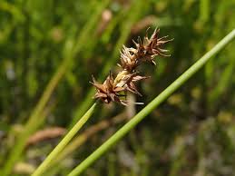 Image result for Carex runssoroensis