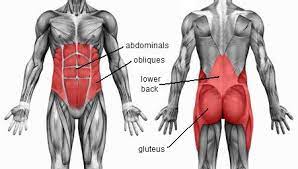 Serratus posterior inferior and superior. The Muscles Of The Abdomen Lower Back And Pelvis Anatomy Medicine Com