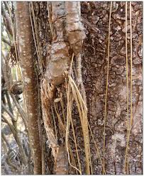 Image result for Tinospora tenera