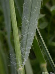 Image result for Setaria pumila