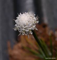 Image result for Eriocaulon