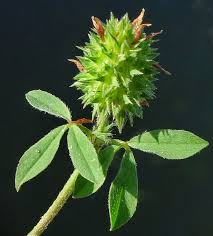 Image result for Trifolium squarrosum