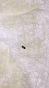 They love damp, humid places. Is This A Bed Bug Fell Or Flew Onto My Face Just Under My Eye In The Bathroom It S Very Small Bedbugs