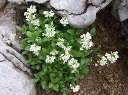 Image result for Arabis alpina