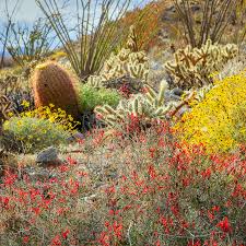 2019 was another very special year for desert wild flowers in the anza borrego desert. Do Not Touch The Flowers One Family S Eco Adventure In The American Southwest The New York Times