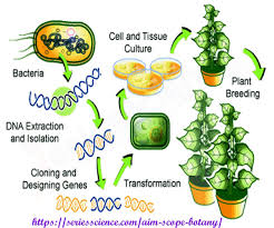Genetically Modified Plant Plant Breeding Watermelon Nutrition Facts Plants