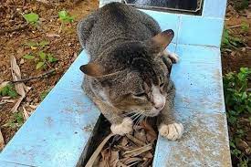Al yaum al akhir, juz i,ii,iii oleh dr. Roh Kucing Setelah Mati Malayuwes