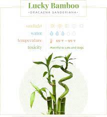 How many inches will the average bamboo plant grow in one day? Lucky Bamboo Care Guide Growing Tips Facts Proflowers Blog