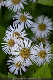 Image result for Erlangea remifolia