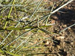 Image result for Cadaba