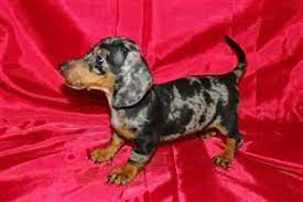 We have solids, piebalds and dapples, all colors. Dapple Dachshund Gracie Has Some Dapple In Her But I Want A Full Dapple Someday So Cute Dapple Dachshund Daschund Puppies Dachshund