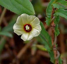 Image result for Xenostegia pinnata