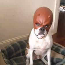 Daredevil Dog Dogs Daredevil Bulldog