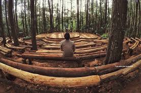 Tanaman pinus ditanam untuk dimanfaatkan kayu dan getahnya. Mereka Yang Sengsara Dibalik Hits Dan Instagramable Nya Hutan Pinus