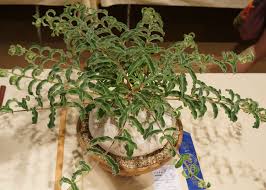 Image result for Raphionacme procumbens