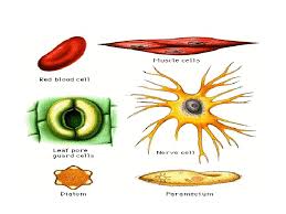 Sistem organisasi kehidupan makhluk hidup tersusun dari bagian terkecil hingga membentuk organisme. Organisasi Kehidupan Organisasi Kehidupan Organisasi Kehidupan Sel Jaringan