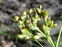 Image result for Rhynchospora brownii
