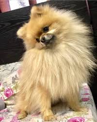Populer Kopek Pomeranian Boo Fiyatlari Ve Digerlerinden Ayrilan Ozellikleri