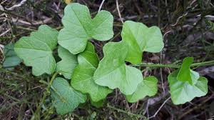 Image result for Kedrostis nana