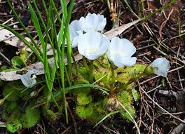Image result for Drosera dielsiana