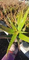 Image result for Aloe cameronii