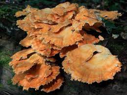 We did not find results for: Chicken Of The Woods Outside My Window