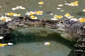 Soni and Chompers are OFFICIALLY MARRIED!!! 🥳 I can't tell you how excited  I am that the two are no longer living in sin 😂 Have you watched the  wedding yet? (On