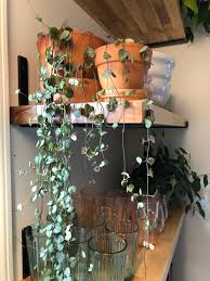Image result for Ceropegia simplex