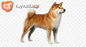 Akita Inu Cinsi Kopek Ve Ozellikleri Hayvanlar Net Turkiye Nin En Buyuk Hayvanlar Forumu