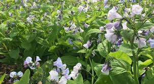 This beautiful annual plant grows well throughout north america. Spring Bloomers For Bees University Of Illinois Extension