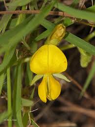 Image result for Rhynchosia