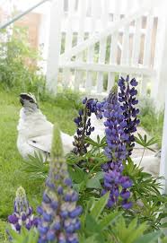 Blaue Lupinen Am Huhnerstall Gartenmauer Garten Mauer