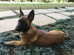 Belgium Malinois Black Belgian Malinois Puppy Beautiful Belgian Malinois Tikka 12 Weeks Old Malinois Puppies Malinois Belgian Malinois