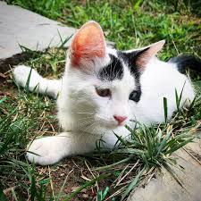Kedilerim Kedi Cats Hayvan