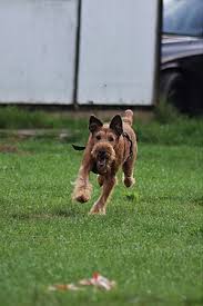 Image result for irský teriér