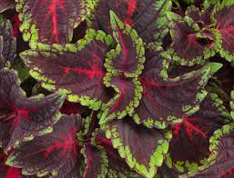 Image result for Coleus esculentus