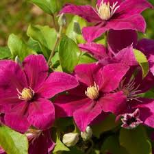 Check spelling or type a new query. Clematis Olympia Evipo099 N Boulevard Ve 15 Jungpflanzen Gartentrends