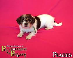 Is based in dayton, ohio and we work with other groups & shelters in ohio, kentucky, and indiana. 100 Adoptable Dogs Cats In Akron Ohio Ideas Dog Adoption Dogs Akron