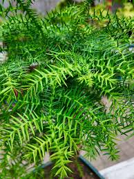 Image result for Araucaria cunninghamii