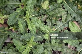 Image result for Elephantopus scaber